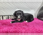 Small #6 Golden Mountain Dog