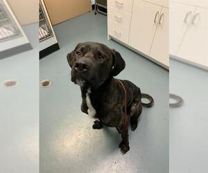 Medium Mutt