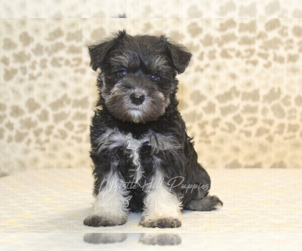 Medium Photo #3 Schnauzer (Miniature) Puppy For Sale in DENVER, PA, USA