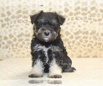 Small #2 Schnauzer (Miniature)