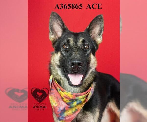 Medium Photo #2 German Shepherd Dog Puppy For Sale in Stockton, CA, USA