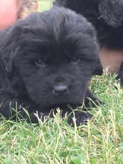Newfoundland Puppy for sale in DILLTOWN, PA, USA