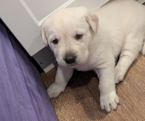 Medium Photo #5 Labrador Retriever Puppy For Sale in FORT LUPTON, CO, USA