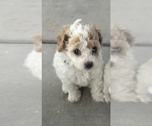 Medium Pyredoodle (Toy)