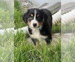 Small Photo #3 Australian Shepherd Puppy For Sale in MARTINSVILLE, IN, USA