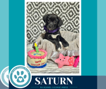 Small #1 Labrador Retriever Mix