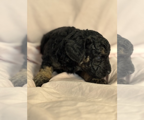 Medium Photo #12 Bernedoodle (Miniature) Puppy For Sale in LONGMONT, CO, USA