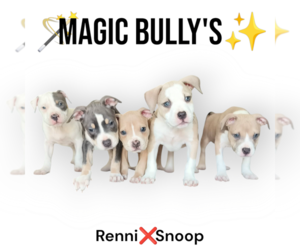 American Bully Puppy for sale in BARNEGAT, NJ, USA