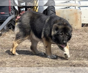 Mother of the Caucasian Shepherd Dog puppies born on 10/31/2023