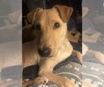 Small #6 Jack Russell Terrier-Labrador Retriever Mix