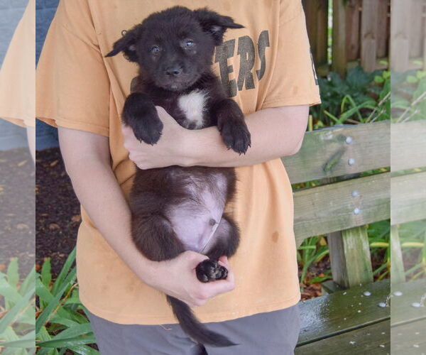 Medium Photo #8 Australian Shepherd-Unknown Mix Puppy For Sale in Huntley, IL, USA