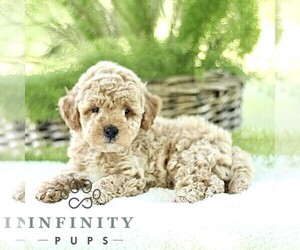 Poodle (Toy) Puppy for sale in PARADISE, PA, USA