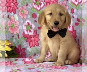 Golden Retriever Puppy for sale in LANCASTER, PA, USA