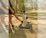 Small #2 Lab-Pointer