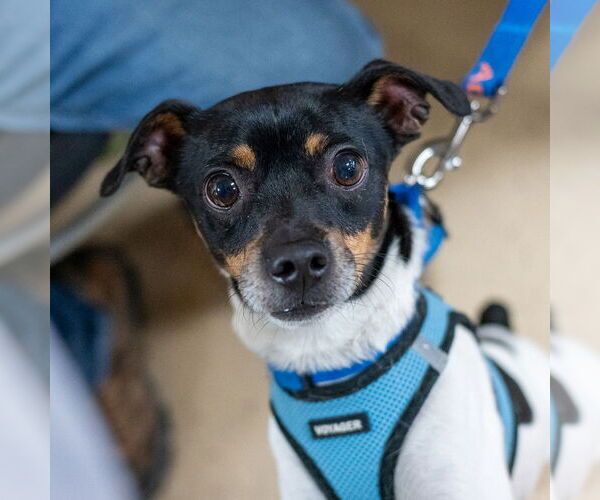 Medium Photo #7 Rat-Cha Puppy For Sale in Mundelein, IL, USA
