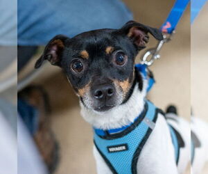 Absolutely Forever Wakanda - Male Rat-Cha Dog for Adoption - Photo #7