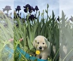 Small #20 English Cream Golden Retriever