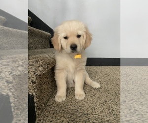 Golden Retriever Puppy for sale in NEW PALESTINE, IN, USA