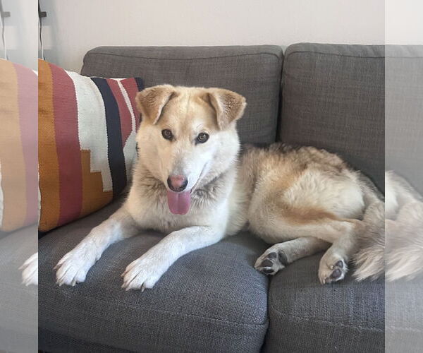 Medium Photo #2 Siberian Husky-Unknown Mix Puppy For Sale in Bellevue, WA, USA