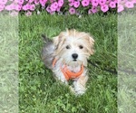 Small Photo #5 Morkie Puppy For Sale in ROCK STREAM, NY, USA