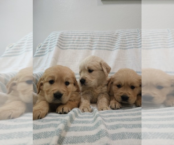 Medium Photo #5 Golden Retriever Puppy For Sale in ELVERTA, CA, USA