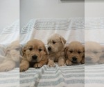 Small #4 Golden Retriever