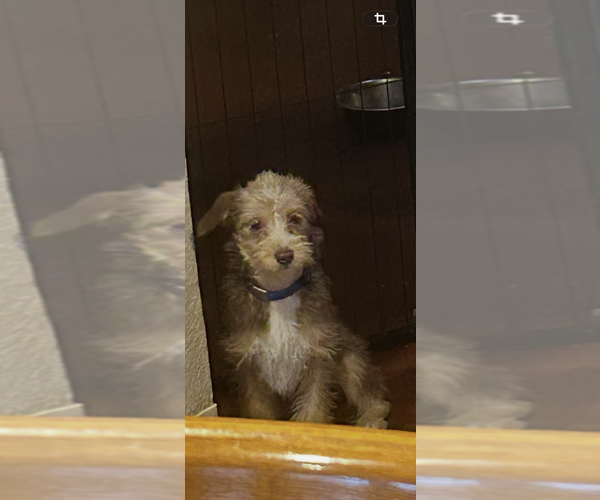 Medium Photo #2 Mutt Puppy For Sale in San Diego , CA, USA