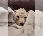 Small Photo #6 Bordoodle Puppy For Sale in COPPERAS COVE, TX, USA