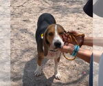 Small #10 Beagle