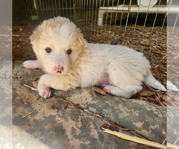 Medium Photo #1 Border Collie Puppy For Sale in Paso Robles, CA, USA