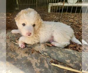 Border Collie Dogs for adoption in Paso Robles, CA, USA