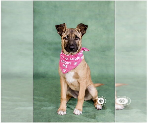 Medium Photo #2 German Shepherd Dog-Holland Shepherd Mix Puppy For Sale in Newport Beach, CA, USA
