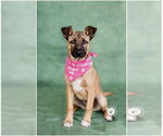 Small #1 German Shepherd Dog-Holland Shepherd Mix