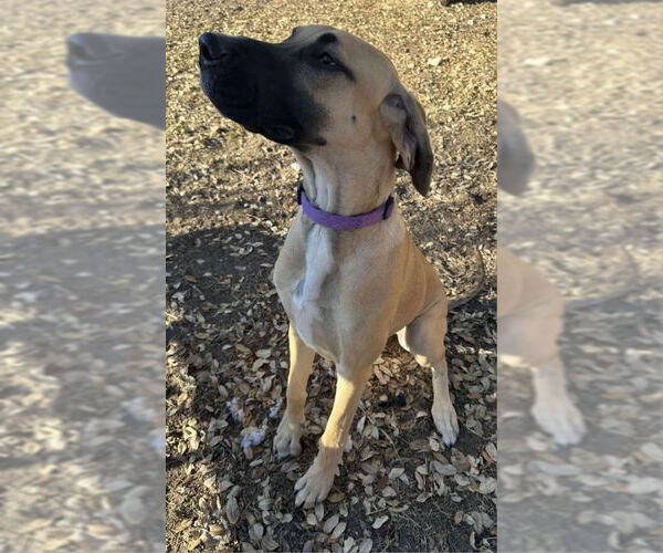 Medium Photo #3 Great Dane Puppy For Sale in PIPE CREEK, TX, USA