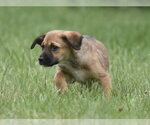 Small #3 Retriever  Mix
