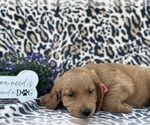Small #3 Goldendoodle (Miniature)