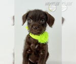 Small #1 Mutt