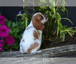 Puppy Leif Cavalier King Charles Spaniel