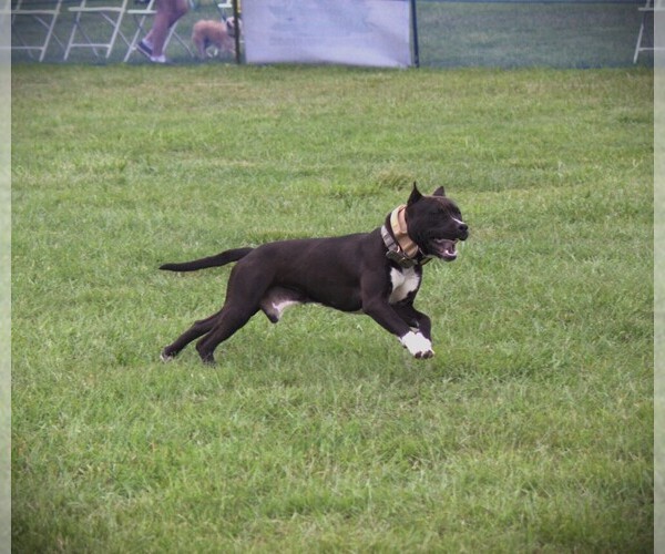 Medium Photo #4 American Staffordshire Terrier Puppy For Sale in STOCKBRIDGE, MI, USA