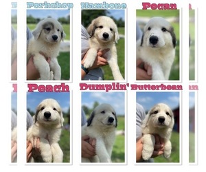 Great Pyrenees Puppy for sale in HARDINSBURG, IN, USA