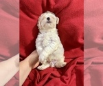 Small Photo #9 Maltese Puppy For Sale in HAYWARD, CA, USA