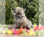 Image preview for Ad Listing. Nickname: Tinkerbell
