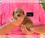 Nemo - Male Goldendoodle Puppy for Sale - Photo #2
