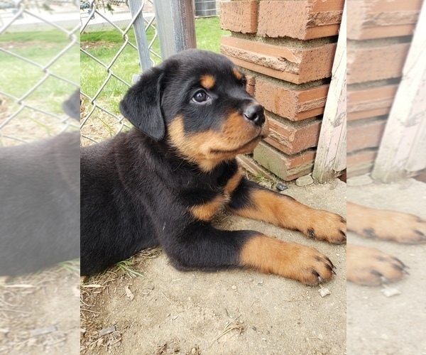 Medium Photo #7 Rottweiler Puppy For Sale in STEUBENVILLE, OH, USA