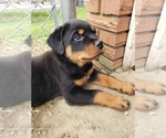 Small Photo #7 Rottweiler Puppy For Sale in STEUBENVILLE, OH, USA