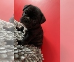 Small Photo #23 French Bulldog Puppy For Sale in NEWARK, NJ, USA