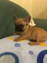 Small Photo #10 French Bulldog Puppy For Sale in BAY VIEW, WI, USA
