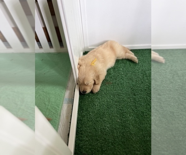 Medium Photo #5 Golden Retriever Puppy For Sale in BIG CABIN, OK, USA