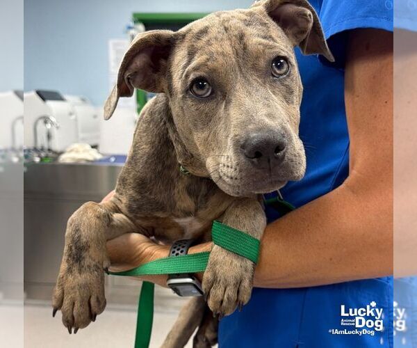 Medium Photo #3 Catahoula Leopard Dog-Labrador Retriever Mix Puppy For Sale in Washington, DC, USA
