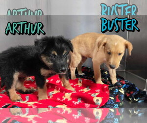 Mutt Dogs for adoption in Woodbury, NY, USA